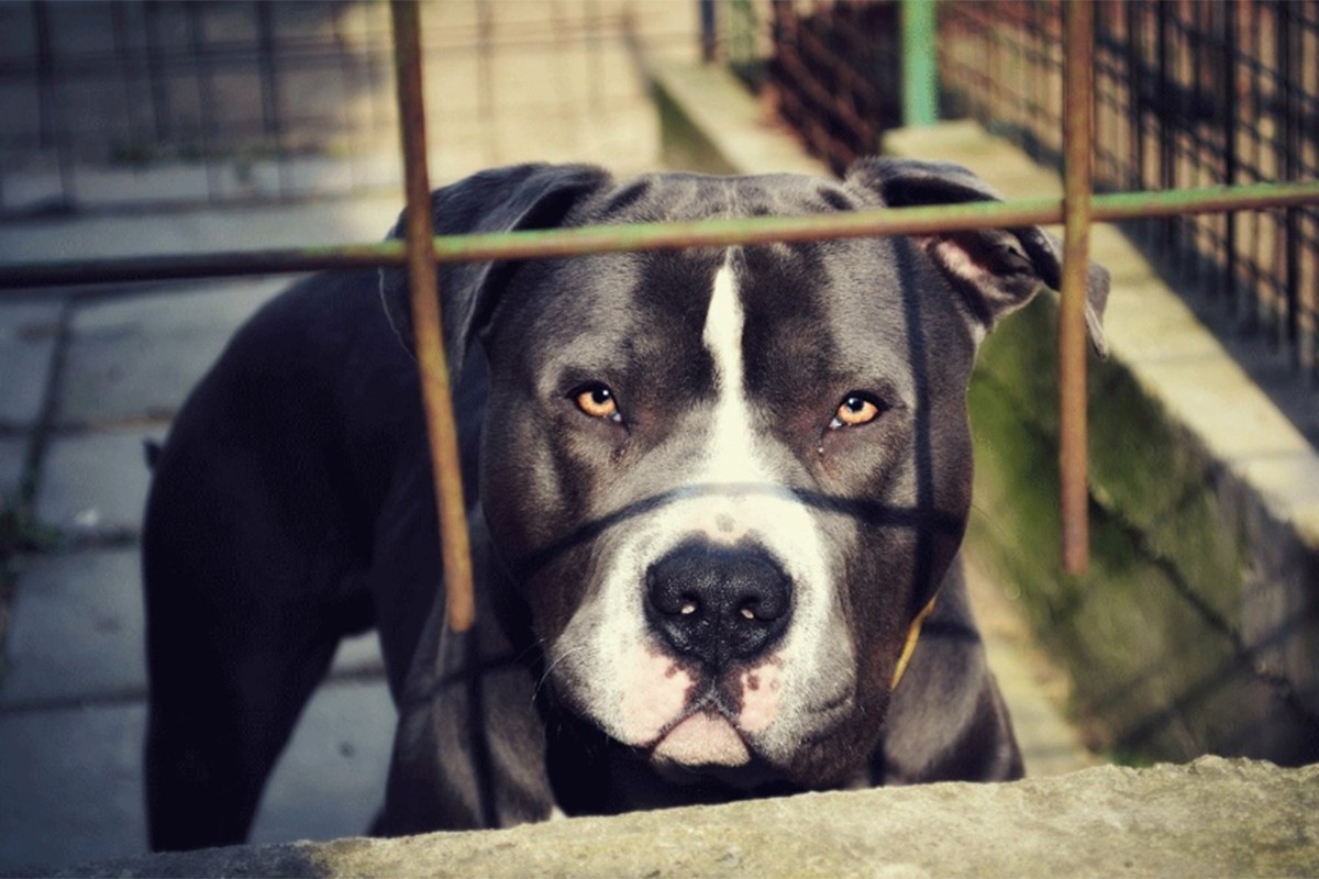 Pitbul napao muškarca ispred zgrade u Sarajevu