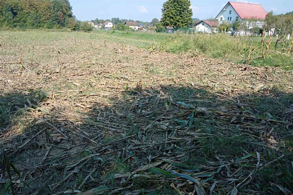 Ljubiši Tominčiću divlje svinje uništile kukuruz: Šteta ogromna, niko ne reaguje (FOTO, VIDEO)