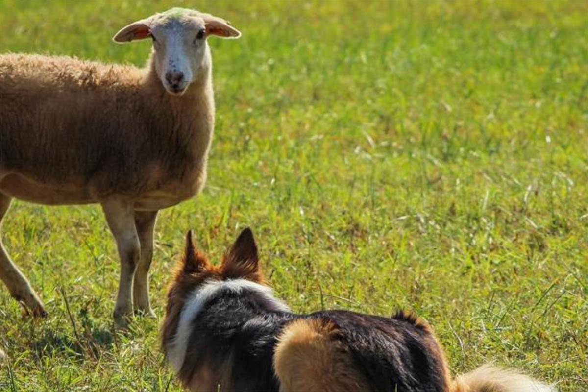 Pas upao u tor i zaklao ovcu