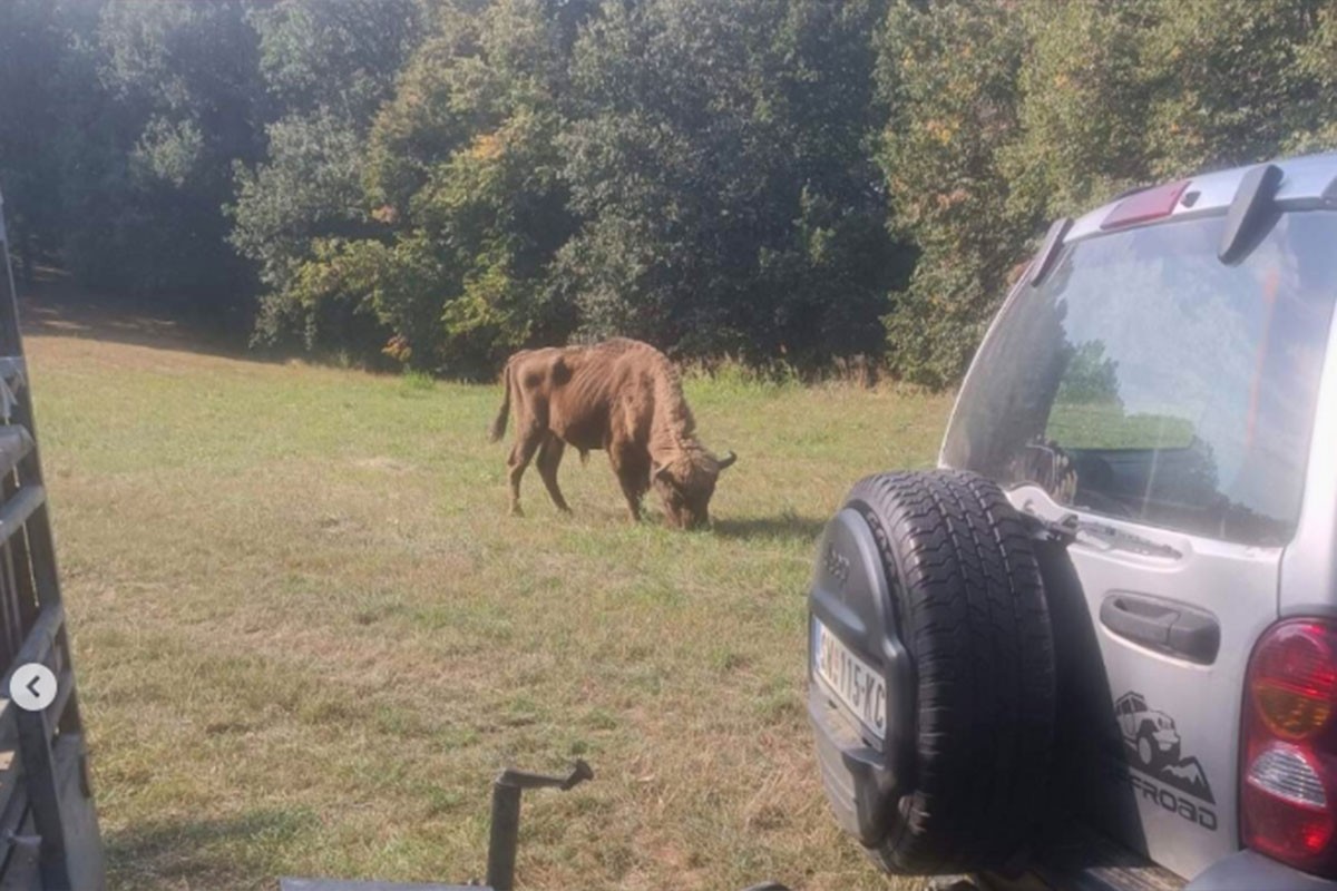 Kraj drame na Fruškoj gori: Pronađen Tajfun (FOTO)