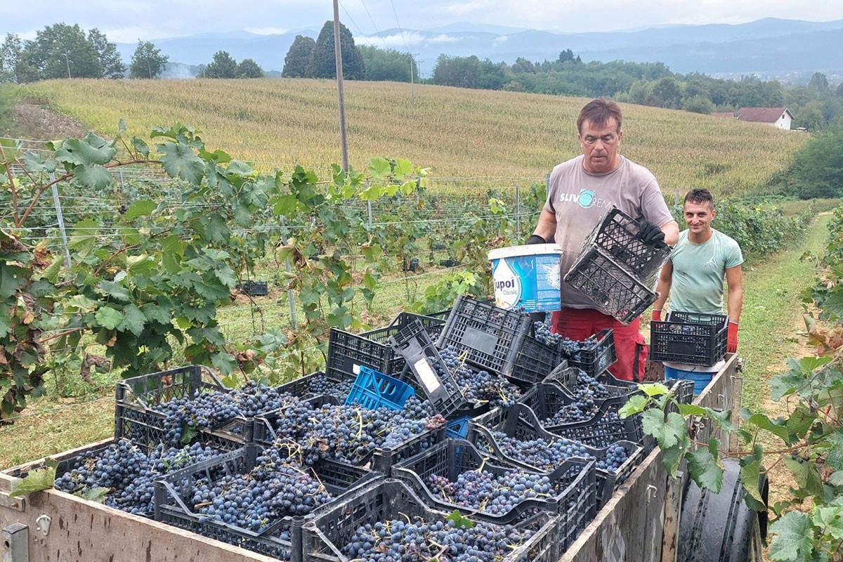 Počela berba grožđa u vinogradima na području sela Kruhari