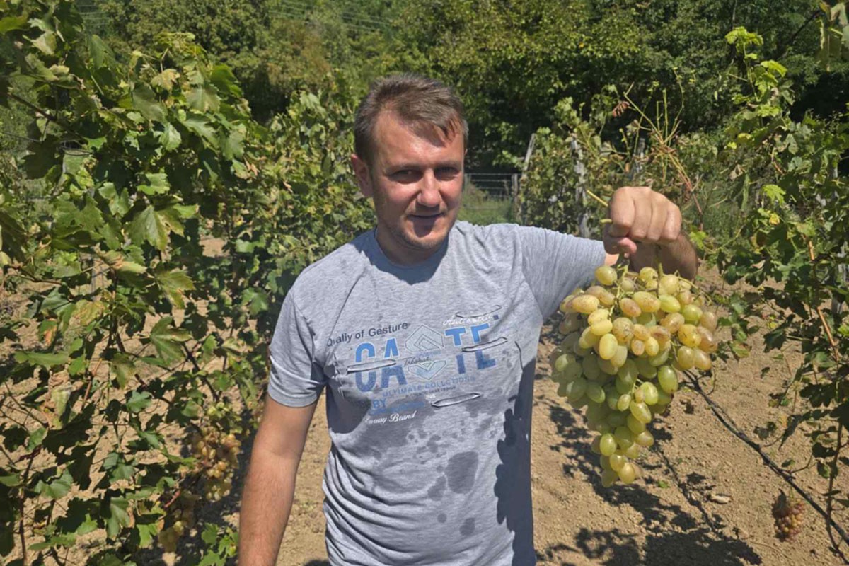Vinograd sa 106 sorti loze: Divovsko grožđe iz Rusije uspijeva i u Foči