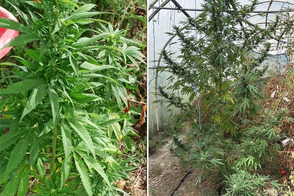 U Živinicama i Gradačcu zaplijenjena droga
