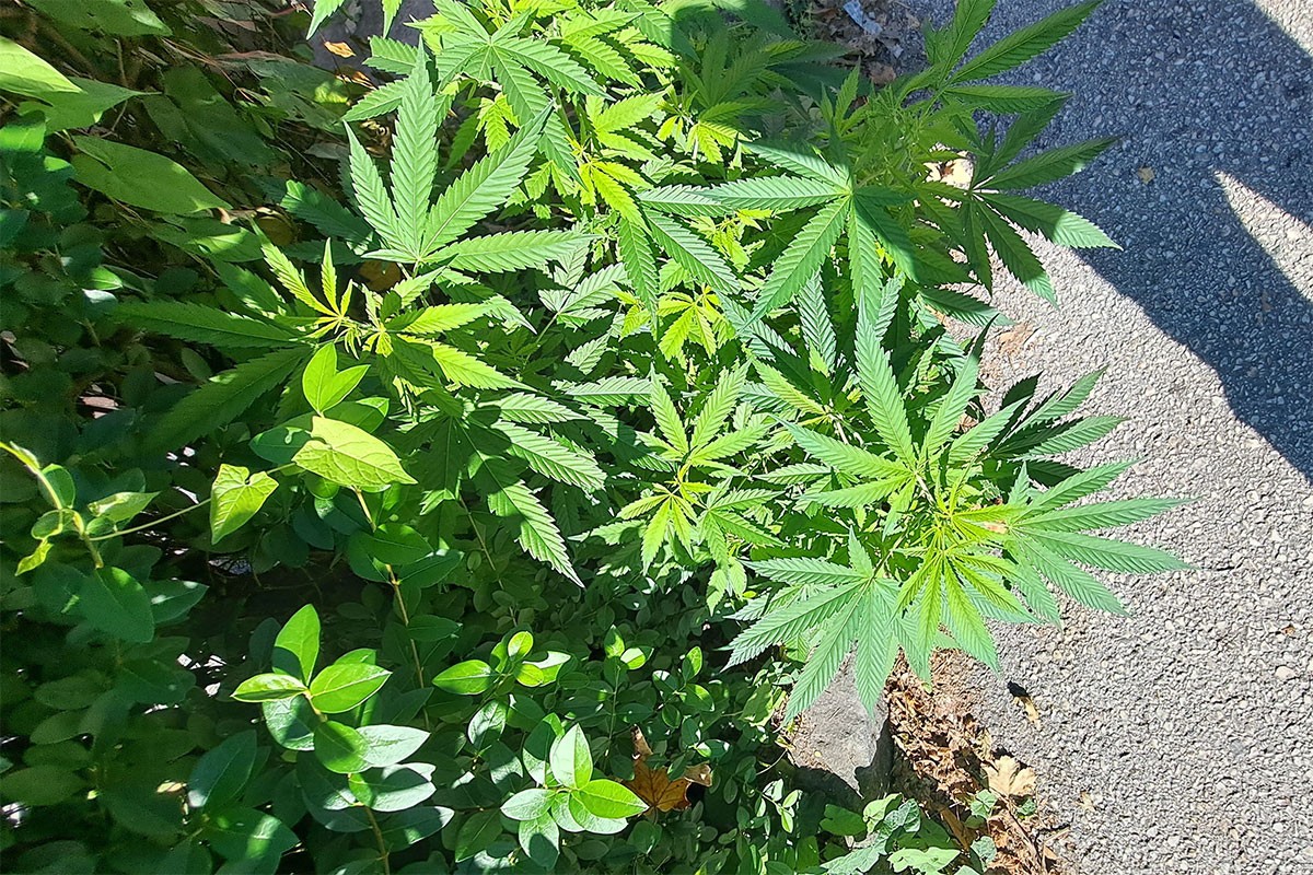 Marihuana raste uz trotoar usred Sarajeva?