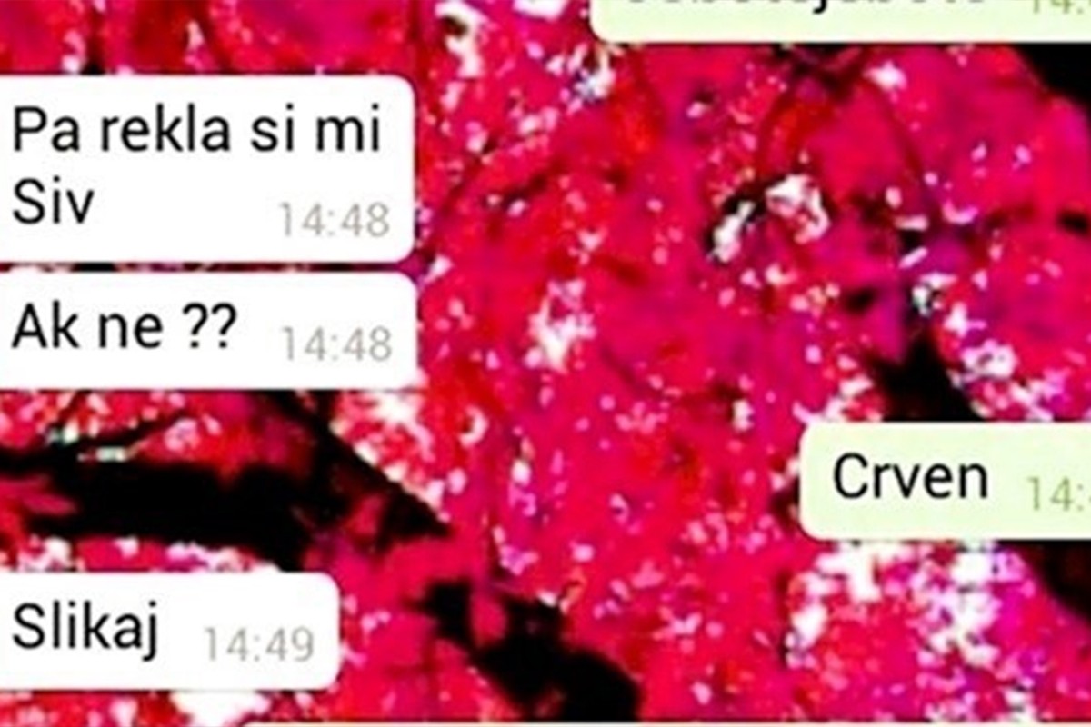 Momku se pohvalila: “Tata mi je kupio Passata”, a onda mu je poslala sliku (FOTO)