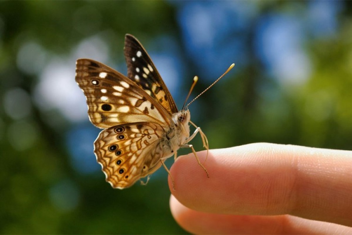 Insekti nestaju zabrinjavajućom brzinom