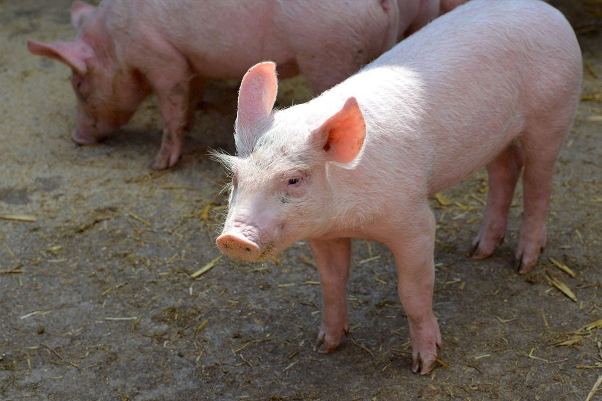 Prvi slučaj afričke kuge kod svinja u Zvorniku, žarište sanirano