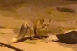 Lisice u banjalučkim gradskim naseljima traže hranu (VIDEO)