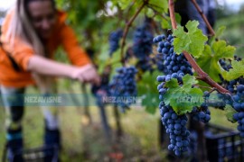 Rekordna berba grožđa 2025: Vinogradari slave najbolju sezonu u 10 ...