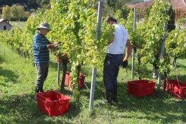 Podrumi "Vukoje" ozvaničili berbu žilavke: Vino o kojem svi pričaju