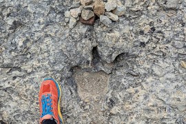Pronađen spektakularan trag dinosaurusa