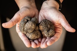 Koliko se može zaraditi od tartufa u Srbiji?