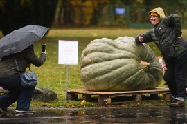 Takmičenje u Poljskoj: Najteža tikva ima 546 kilograma