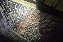Policija pretresa borilište u Derventi: Veterinari pružaju pomoć ...