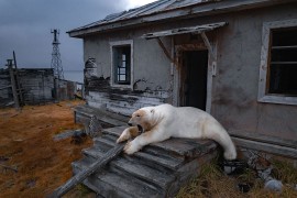 Polarni medvjedi okupirali istraživačku stanicu