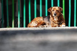 U Istočnoj Ilidži zlostavljao i ubio psa