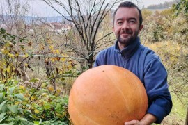 Šipovljanin uzgojio tikvu tešku 27 kilograma (FOTO)