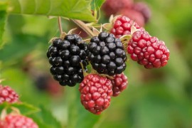 Sezonci trljaju ruke: Kupine i maline će se brati sve do Božića