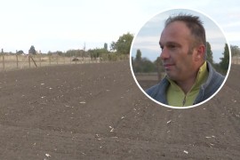 Posadio bijeli luk, cijena odlična: "Biće više nego isplativo" ...