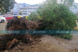 Oluja oborila stare lipe u Gradišci (FOTO)
