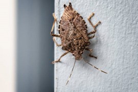 Kako se na prirodan način riješiti smrdibuba