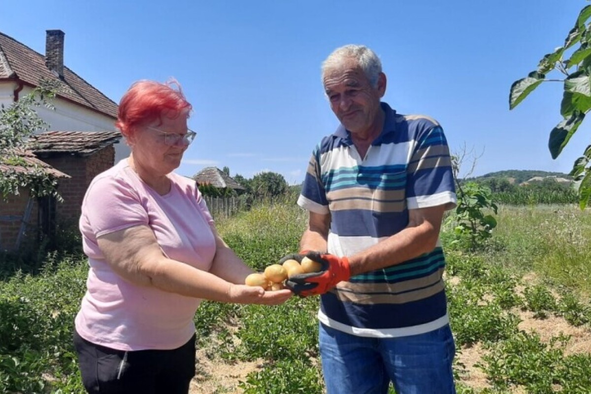 Krompir iz Topole samo jednom zaliven: Bez hemije, a ne truli, ne smeta mu ni suša