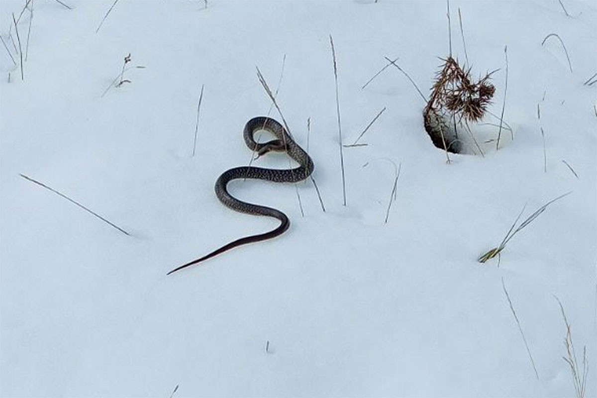 Vjerovali ili ne: U snijegu pronađena zmija (FOTO)