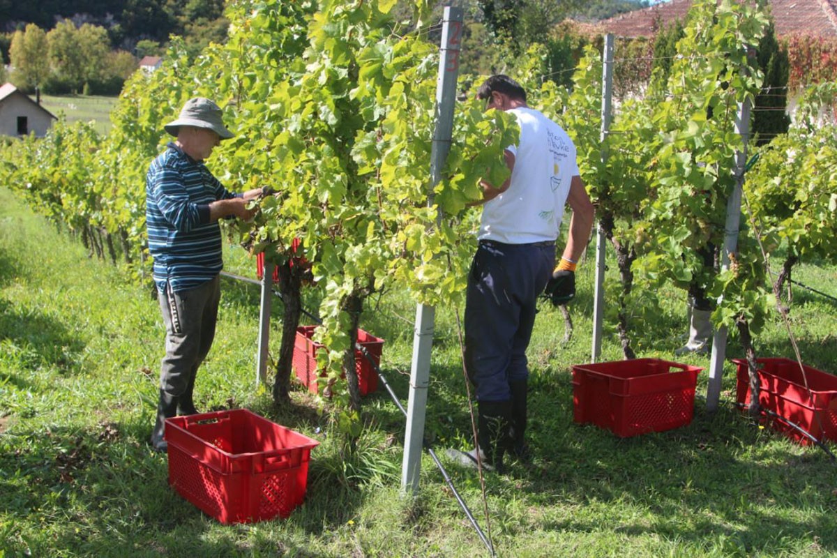 Podrumi "Vukoje" ozvaničili berbu žilavke: Vino o kojem svi pričaju