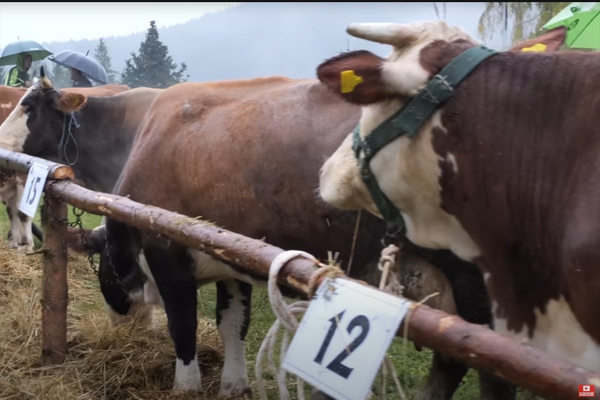 Stočari s Vlašića na smotri: "Prije smo kupovali kod Srba, sad oni nama dolaze" (VIDEO)
