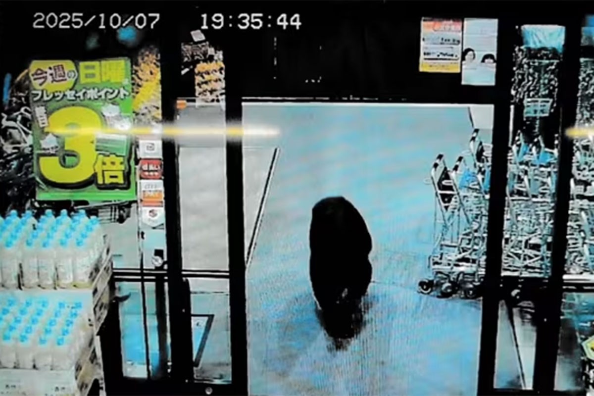 Medvjed povrijedio dvoje ljudi u supermarketu