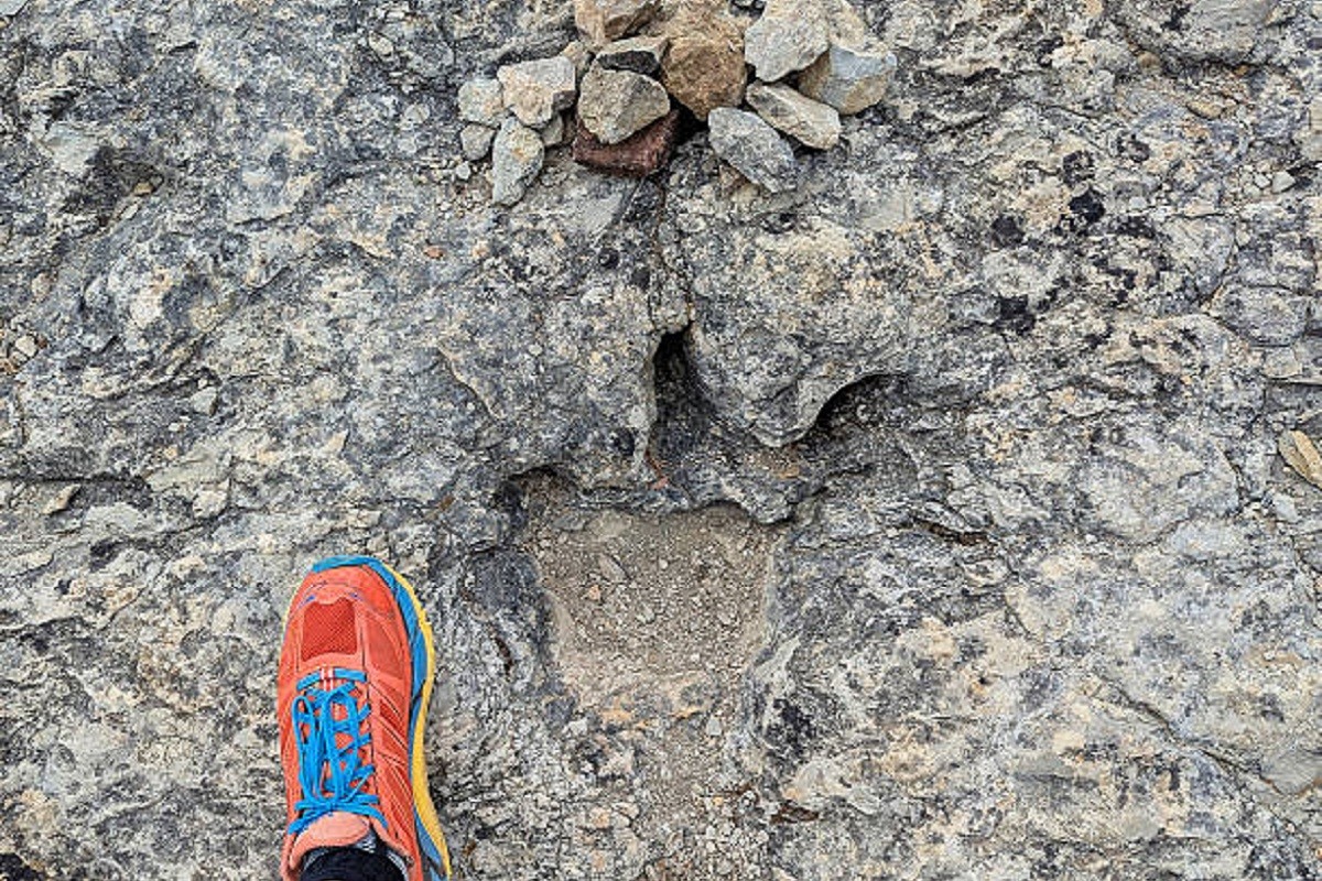 Pronađen spektakularan trag dinosaurusa