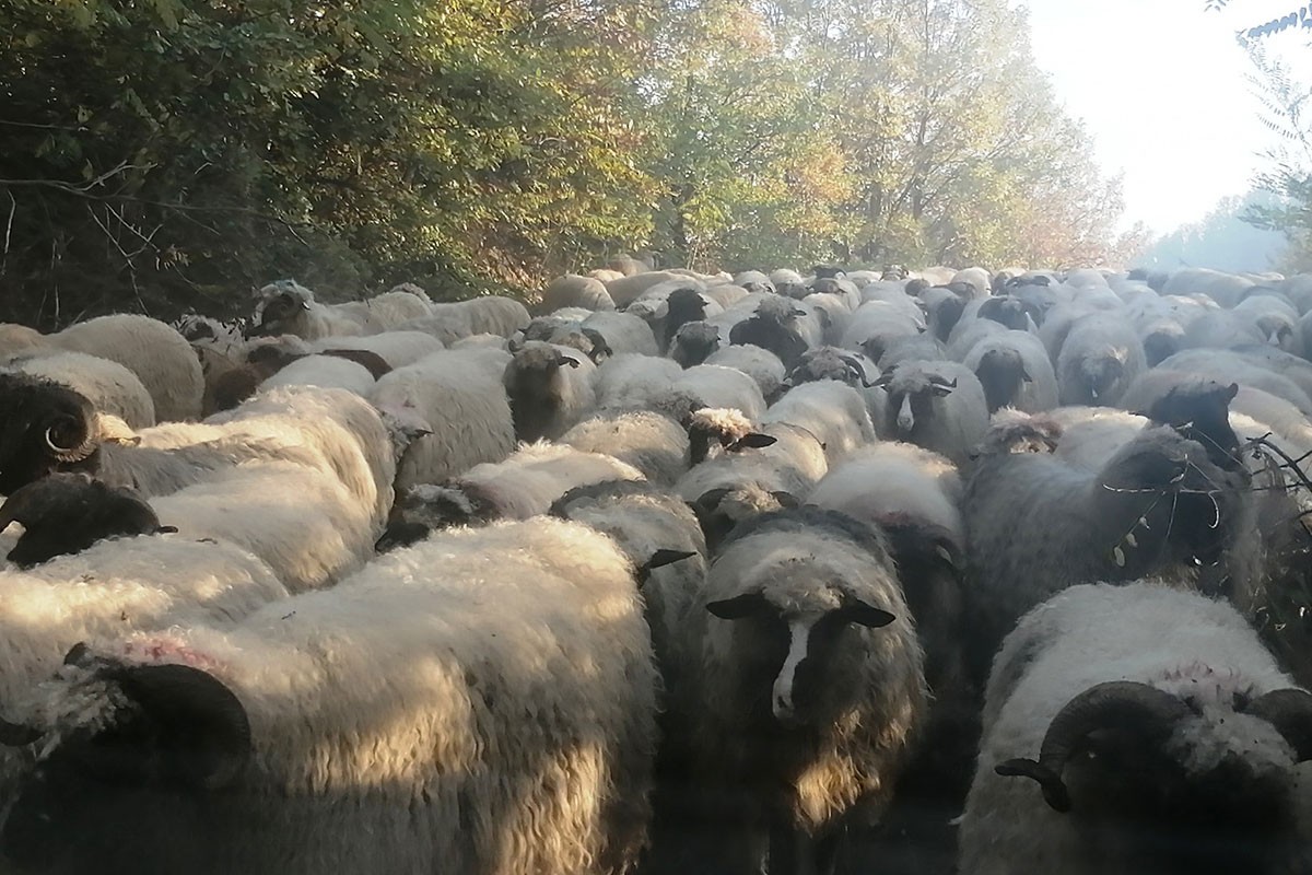 Na četiri farme ovaca kod Gradiške otkrivena bolest plavog jezika