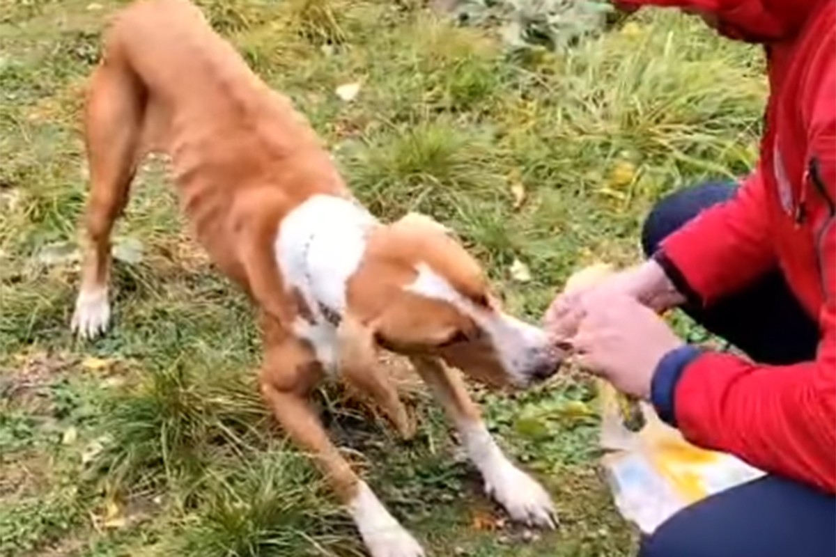 Spasili psa koji je zapeo na stijeni kod Livna