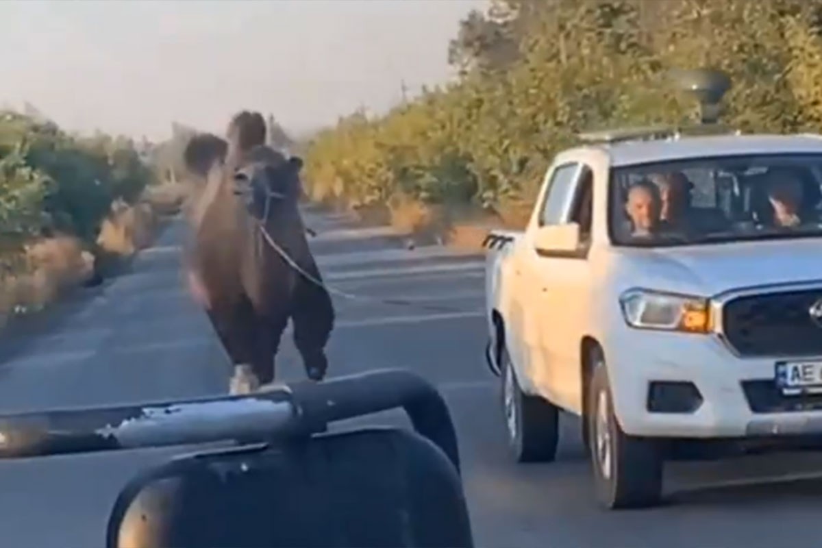 Ukrajinci tvrde da su spasili kamilu koju su Rusi koristili u borbama (VIDEO)