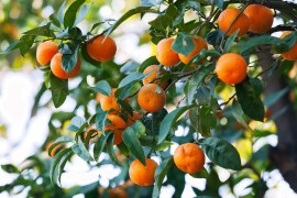 Rekordan rod mandarina u dolini Neretve, ali proizvođači na mukama ...