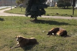 Sve češći napadi pasa lutalica u Zenici: "Čula sam kad je sin ...