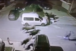 Krdo krava umalo pregazilo dijete na parkingu u Tivtu (VIDEO)