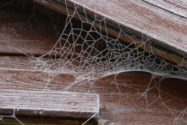 Godinama im nešto gmizalo po kući, nisu imali pojma s čim spavaju