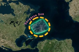 Prirodni fenomen koji fascinira naučnike: Sargaško more bez obale i ...
