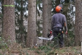 Radnik iz BiH teško povrijeđen nakon što se drvo obrušilo na njega