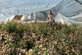 Ovu biljku u Srbiji zovu “zeleno zlato” (VIDEO)