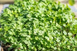 Zbog čega bi peršun trebalo da bude dio svakodnevne ishrane