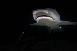 U Australiji pronađeni ostaci morskog psa starog 115 miliona godina