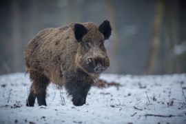 Zatvoren park prirode u Španiji, divlje svinje zaražene afirčkom ...
