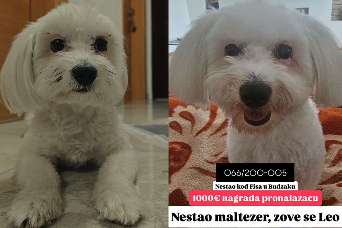 U Banjaluci se izgubio maltezer, vlasnik nudi 1.000 evra onome ko ga nađe