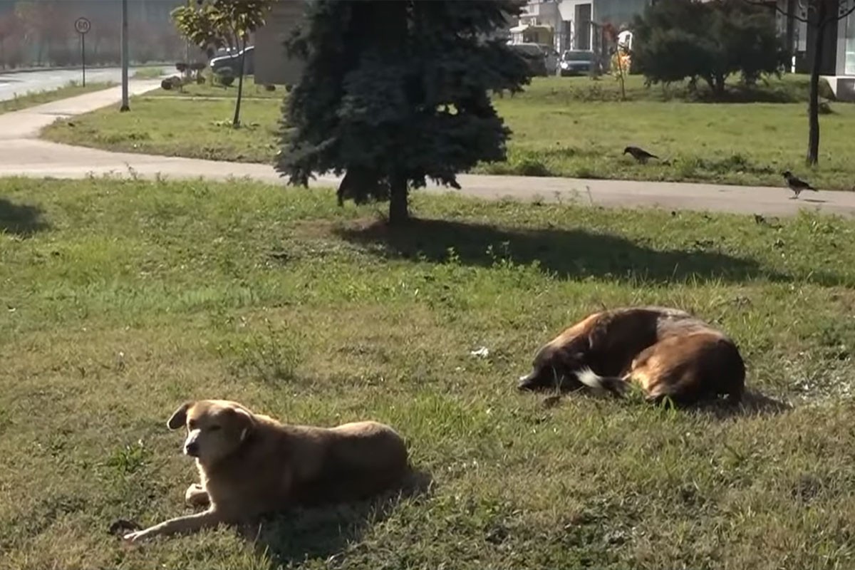 Sve češći napadi pasa lutalica u Zenici: "Čula sam kad je sin zaplakao" (VIDEO)