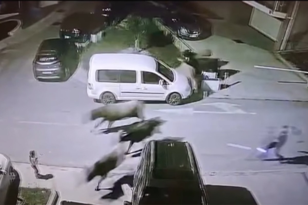 Krdo krava umalo pregazilo dijete na parkingu u Tivtu (VIDEO)