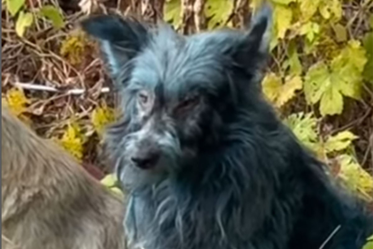 Jezivo otkriće: Otkrili tri plava psa u Černobilju (VIDEO)