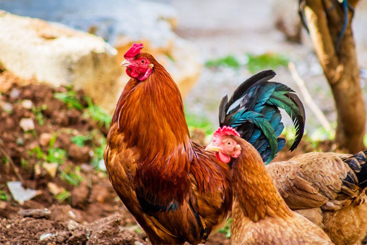 Muškarac u SAD zaražen sojem H5N5 ptičjeg gripa