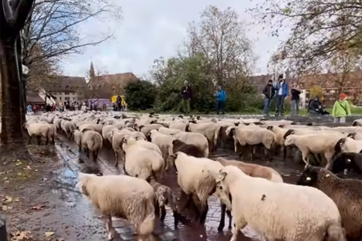 Stotine ovaca prošlo centrom Nirnberga (VIDEO)